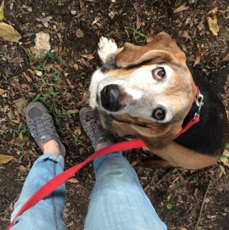stride dog looking up